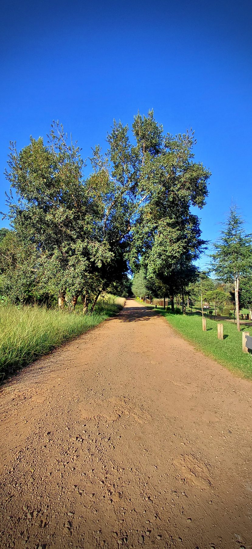 Tree-lined entrance road into Sabie River Camp